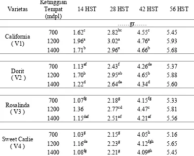 Tabel 3. Bobot kering (gr) beberapa varietas stroberi pada umur 14, 28, 42, dan 56 hst pada ketinggian tempat yang berbeda