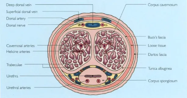 Gambar 5. Setiap corpus cavernosum dikelilingi oleh selubung fibrosa tebal, tunika  albuginea, yang  membatasi perluasan jaringan ereksi, menghasilkan peningkatan tekanan intracorporal dan, akhirnya,  ereksi selama periode rangsangan seksual