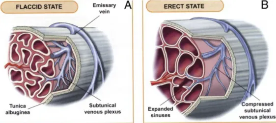 Gambar 6. A. Pada kondisi flaksid, arteri, arteriola, dan sinusoid berkontraksi. Pleksus vena  intersinusoidal dan subtunical terbuka lebar, dengan aliran bebas untuk vena emisari
