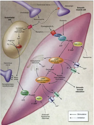 Gambar  11.  Molekular  mekanisme  relaksasi   otot  halus   penis.  Second   messenger  intraselular  memediasi relaksasi otot polos, adenosin monofosfat siklik (cAMP) dan monofosfat siklik guanosin  (cGMP), aktifkan kinase protein spesifik mereka, yang m