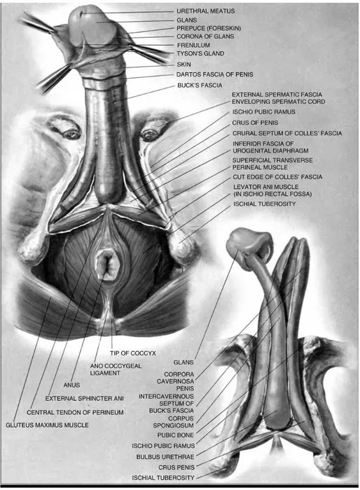 Gambar 2. Perineum dan alat kelamin pria eksternal: diseksi mendalam  4