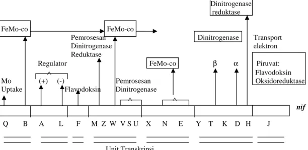 Gambar 10.1 Sistem nitrogenase; tahap-tahap fiksasi nitrogen reduksi N 2   menjadi 2NH 3  