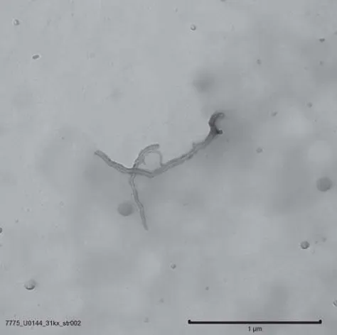 Figure 7. TEM image of airborne multiwall nanotubescollected on an MCE filter.