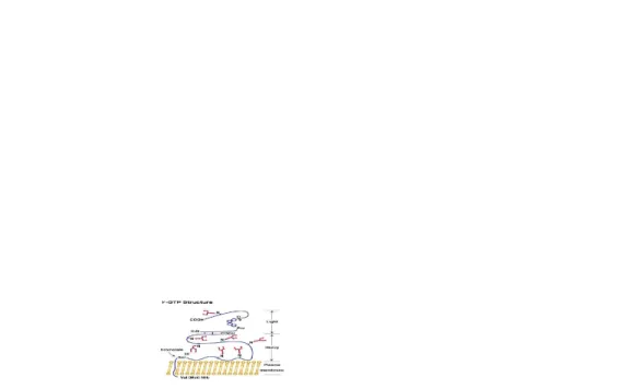 Gambar 2. Struktur γ glutamil transferase (Taniguchi, 1999)