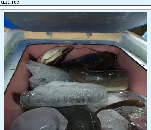 Figure 1: Fish ice box before loading with C. gariepinusand ice. 
