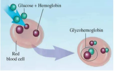 Gambar 2.3. Glycated Hemoglobin26 