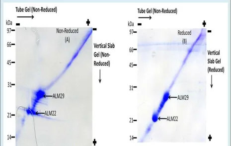 Figure 2: Diagonal Gel Electrophoresis of ALM Complex (25μg protein) was performed to examine whether both ALM29 and ALM22 polypeptides are cross-linked by disulfide bridge(s)