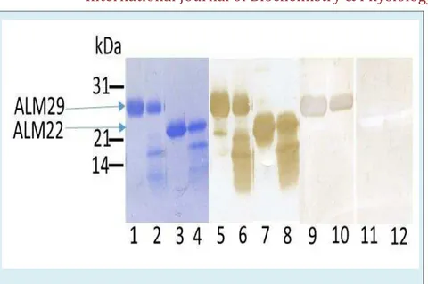 Figure 3: Peptide maps of ALM29 and ALM22 using V8 protease. SDS-PAGE purified ALM29 (lanes 1,2,5,6,9,10) and ALM22 (lanes 3,4,7,8,11,12) were incubated in the absence (lanes 1,3,5,7,9,11) or presence (lanes 2,4,6,8,10,12) of V8 protease and then fractiona