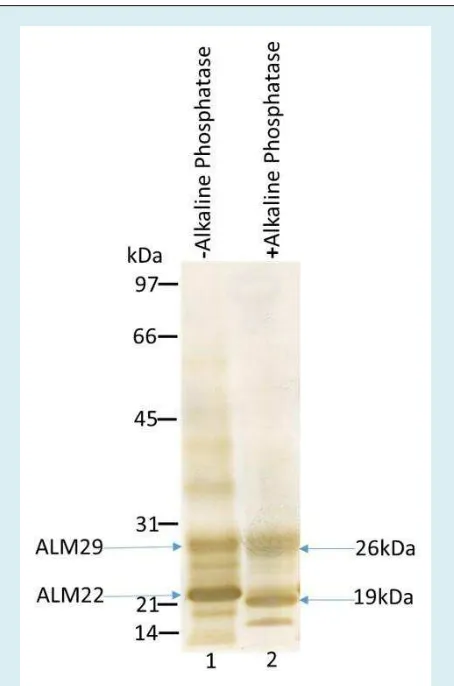 Table-1: Acrosin Binding to Native and Dephosphorylated 