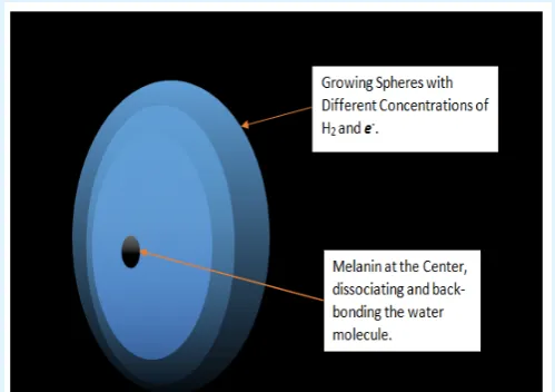 Figure 2: The drawing represents the basic process of life that occurs inside of melanin: dissociation and the re-formed of the water molecule