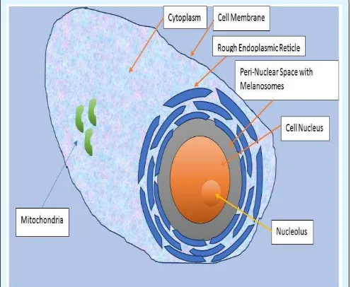 Figure 3: Schematic representation of the peri-nuclear space, the main location of the granules of melanin called melanosomes in mammals