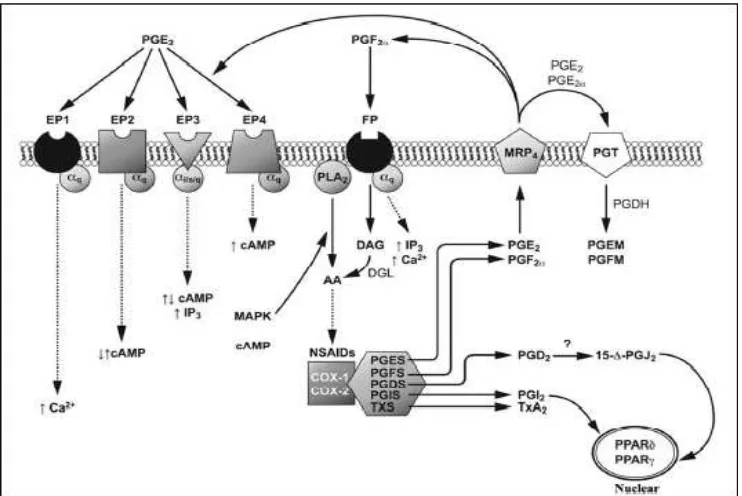 Gambar 5. Interaksi Prostaglandin dengan Reseptor Spesifik 