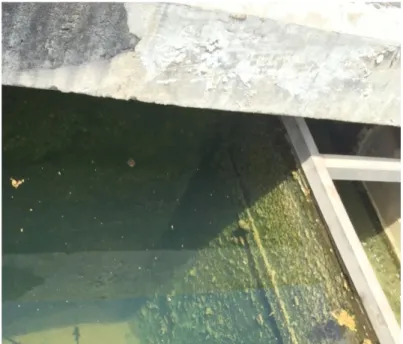Gambar III. 4b Ikan Sapu-sapu di dalam bak hasil sedimentasi sebagai indikator bahwa air yang digunakan tidak beracun.