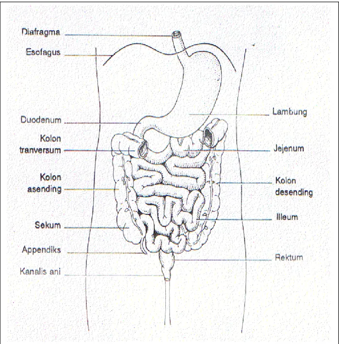 Gambar  6.4 :  Bagian usus halus dan usus besar 