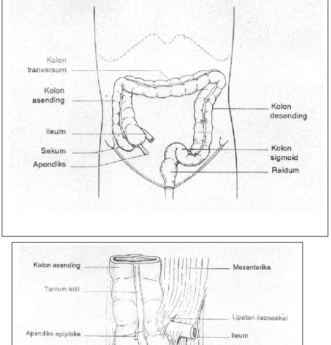 Gambar  6  anatomi usus besar 