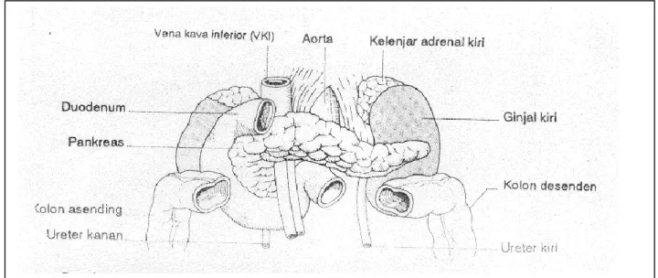 Gambar  10 : Posisi Pankreas dan duodenum 