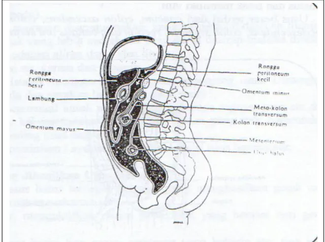 Gambar  11 rongga peritonium 