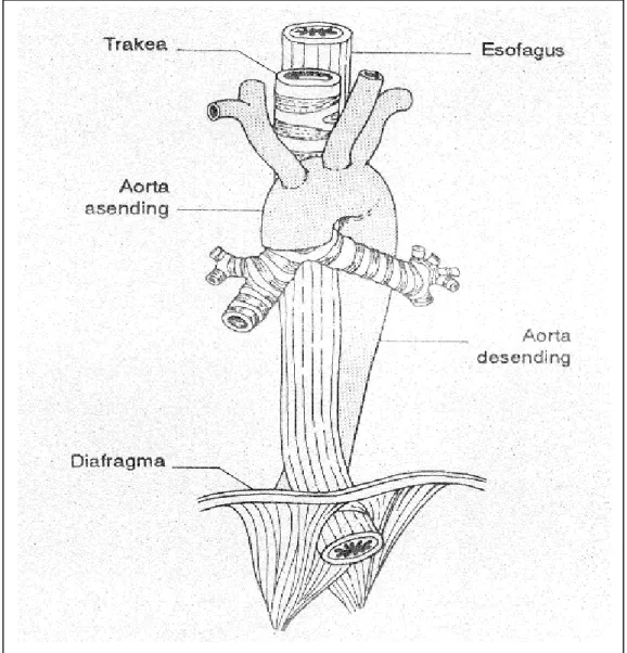 Gambar  3 Osefagus dan struktur yang berhubungan 