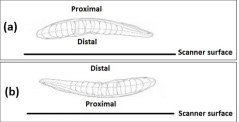 Fig 1: A lateral image of the right otolith, showing the otolith position in the scanner surface: (a) the distal surface (concave side); (b) the proximal surface (convex side)