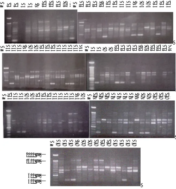 Gambar 1. Hasil analisis RAPD dari 97 aksesi plasma nutfah ubi jalar menggunakan primer A01 