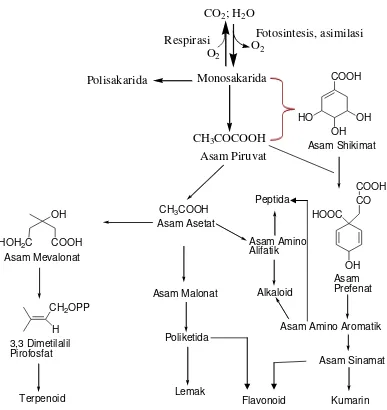 Gambar 1.1 Skema Pembentukan Metabolit Sekunder (Wink, 2010). 