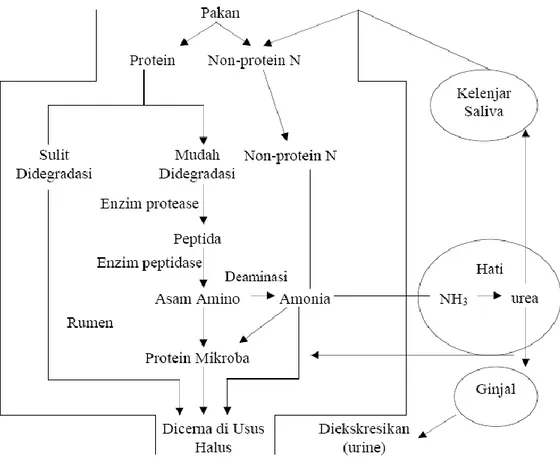Gambar 2.  Proses metabolisme protein dalam rumen ternak ruminansia  (McDonald et al., 2002)