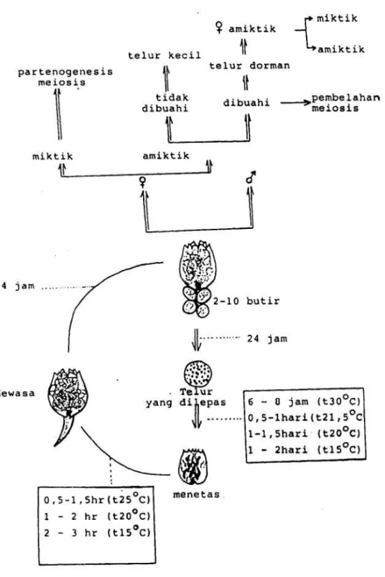 Gambar 1. Siklus hidup rotifera (Brachionus plicatilis) 
