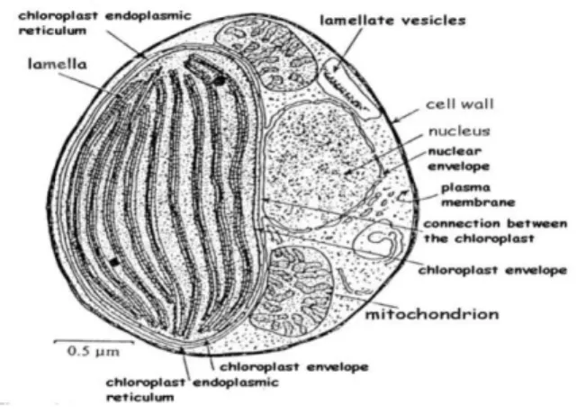 Gambar 2. Morfologis Sel Nannochloropsis sp. (Waggoner dan speer, 1999). 