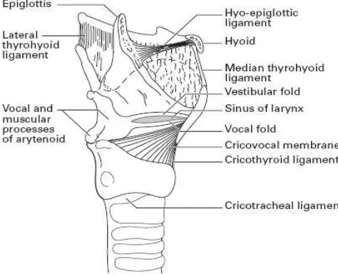 Gambar 2.1-1. Kartilago dan Ligamen dari Larynx 