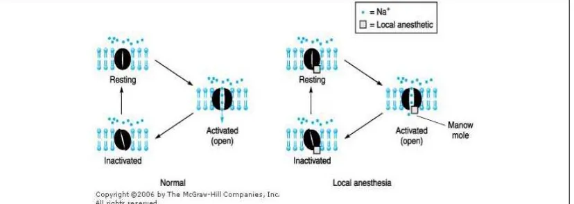 Gambar 2.3-2. Mekanisme kerja anestesi lokal Bila konsentrasi yang meningkat dari suatu anestesi lokal diterapkan pada suatu 