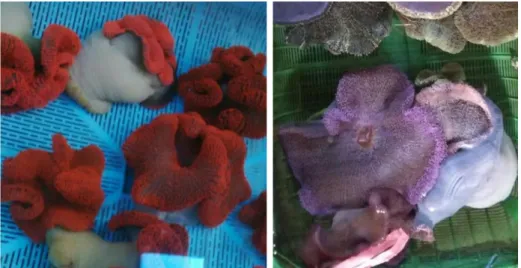 Gambar 1. Jenis induk anemon red carpet anemones dan purple carpet anemones  dari Pulau Barrang Lompo Sulawesi Selatan  