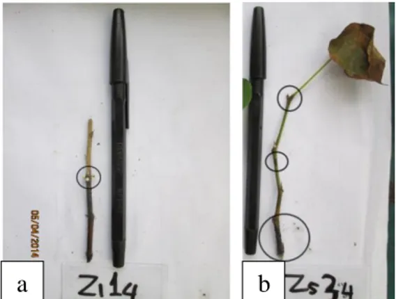 Gambar 6  Jamur yang tumbuh pada stek batang (a) dan menyerang stek pucuk (b)  Media  stek  yang  terlalu  lembab  ternyata  tidak  dapat  membantu  stek  untuk  bertahan  hidup  pada  suhu  yang  tinggi