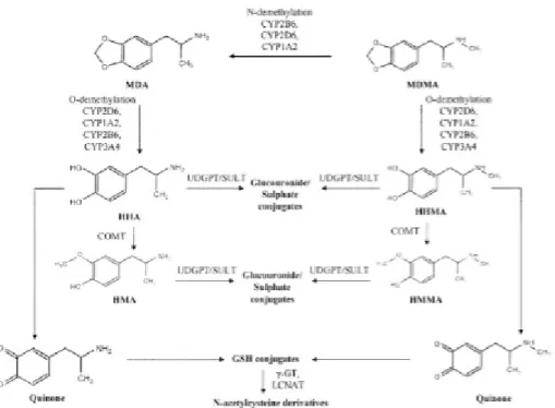 Gambar 1. Proses Metabolisme MDMA.  5