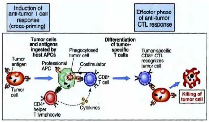 Gambar 2.2. Induksi respon sel T terhadap Tumor 