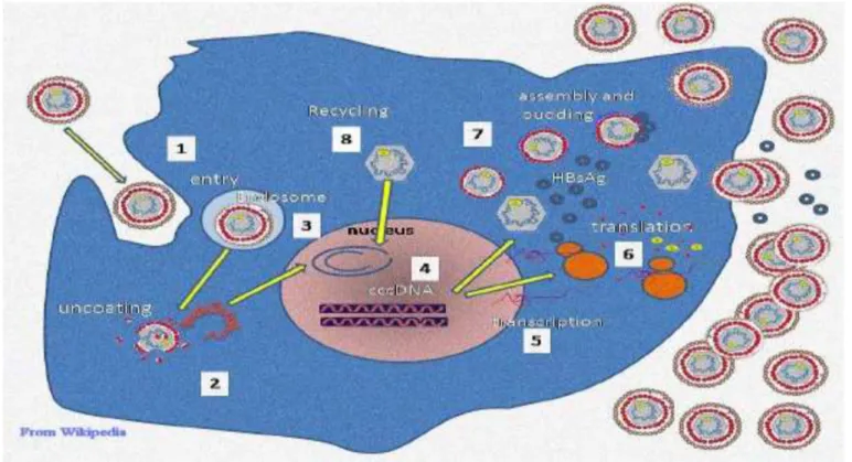 Gambar 3. Replikasi virus 2
