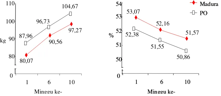 Tabel 3.  Rata-rata Perubahan Protein Tubuh Sapi Madura dan PO pada Minggu ke-1, ke-6 dan ke-10