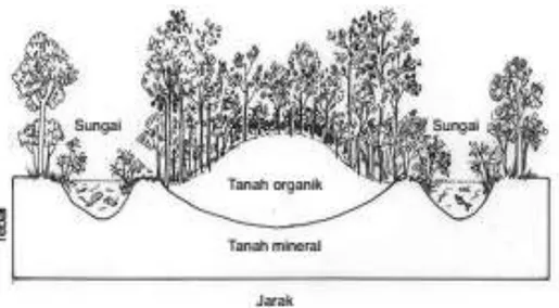 Gambar 1 – Formasi Hutan Rawa Gambut Dari Tepi Hingga Ke Kubah Gambut  (Skema melintang kubah gambut ) (Pokja PLG Nasional, 2006) 