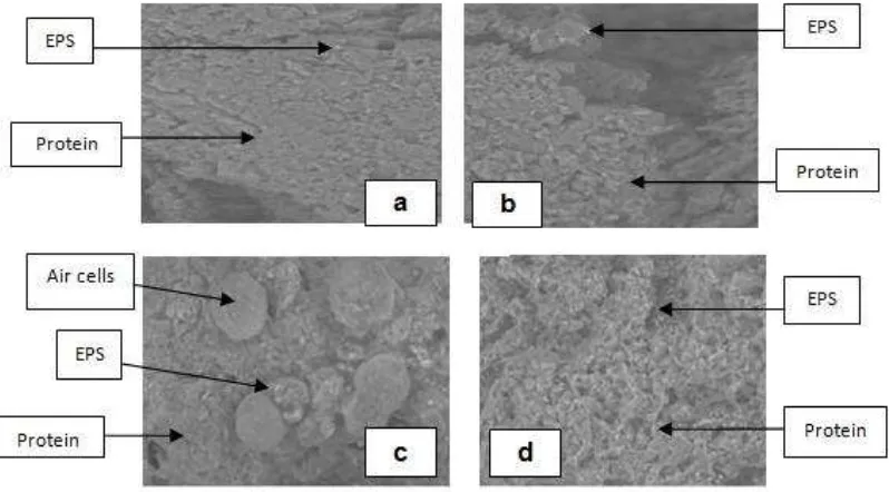 Figure 1. Microstructure of Synbiotic Yoghurt Ice Cream with Various Storage Time  a. without storage, b