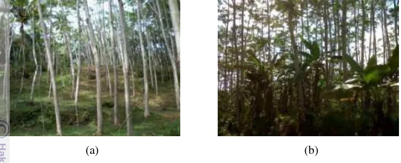 Gambar 3 (a) Hutan rakyat monokultur, (b) agroforestry. 