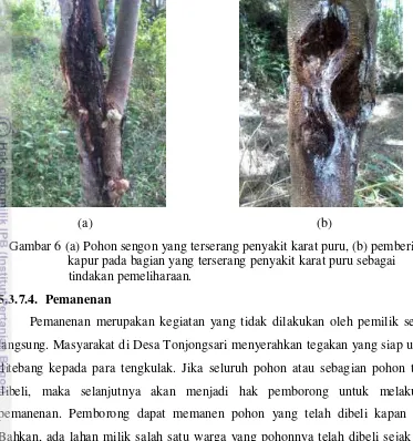 Gambar 6 (a) Pohon sengon yang terserang penyakit karat puru, (b) pemberian  