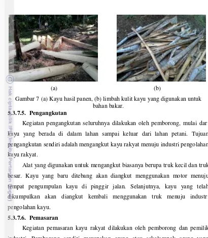 Gambar 7 (a) Kayu hasil panen, (b) limbah kulit kayu yang digunakan untuk 