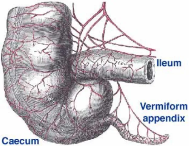 Gambar 1. Appendix vermicularis 4)