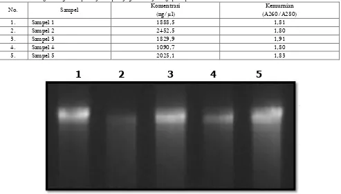 Tabel 1. Hasil pengecekan kualitas dan kuantitas DNA jambu mete menggunakan spektrofotometerTable 1