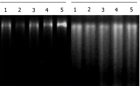 Gambar 3.Contoh pola pita hasil amplifikasi PCR menggunakan cetakan DNA jambu mete hasil ekstraksi dengan teknik miniprep CTAB