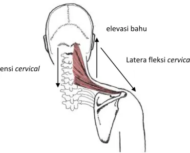 Gambar 2.2 Upper Trapezius  (Sumber: Lippert, 2011) 
