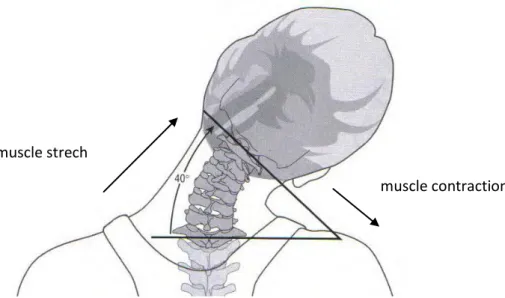 Gambar 2.2 Lateral fleksi cervical 