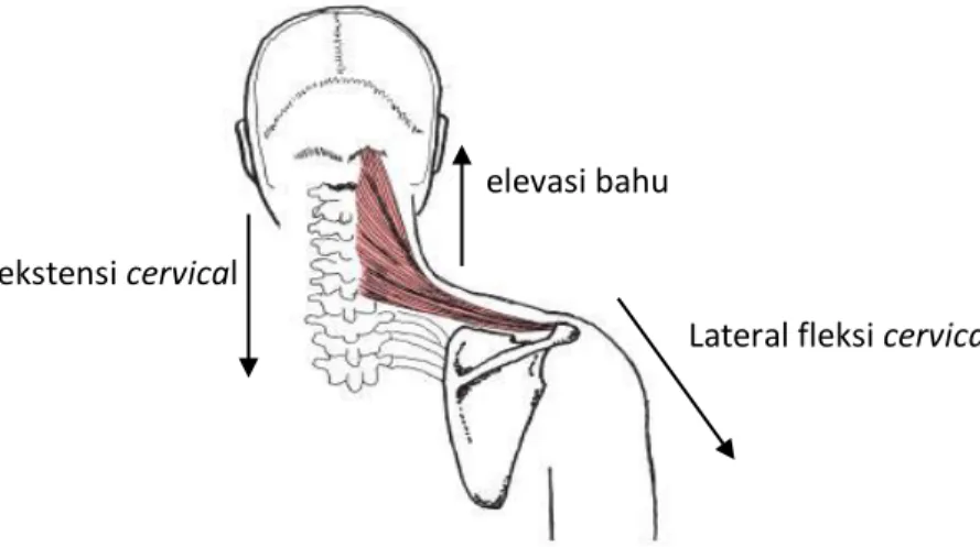 Gambar 2.2 : Otot Upper Trapezius  (Sumber : Lippert, 2011) ekstensi cervical 