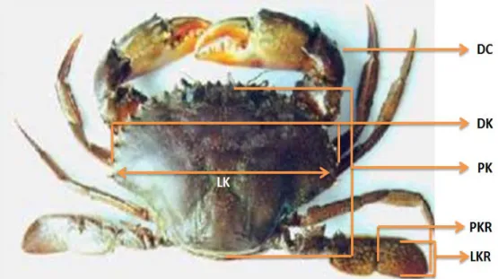 Gambar 2. Morfometri kepiting (Devian, 2011). 