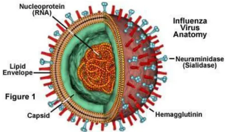 Gambar 2. Virus influenza (Kepustakaan 14) 