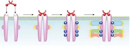 Figure 1. Schematic diagram depicting the process of RTK activation. Firstly, the ligand will bind to an inactive RTK receptor and the dimerization process begin